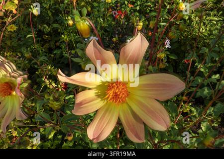 Fleur de dahlia couleur pêche en fleur dans un parterre vert près de Salzbourg, Autriche Banque D'Images
