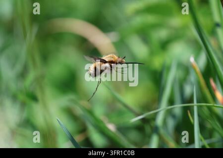 Mouche à abeille majeure (Bombylius major) planant parmi les brins d'herbe avec le rostre déployé dans la nature, Mendip Hills, Somerset, Royaume-Uni, avril 2025 Banque D'Images