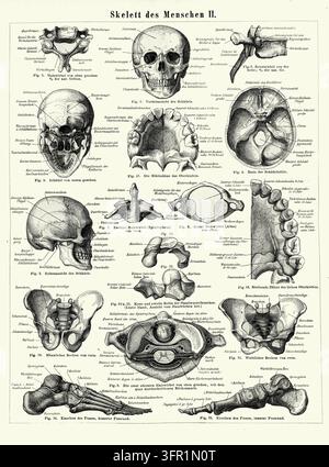 Os du squelette humain, étude anatomique détaillée, diagramme scientifique, gravure du XIXe siècle. Banque D'Images