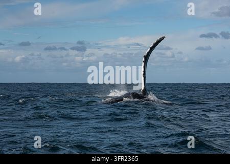 Aile pectorale d'une baleine à bosse frappant avec une nageoire courbée tenue haut au-dessus de la mer Banque D'Images
