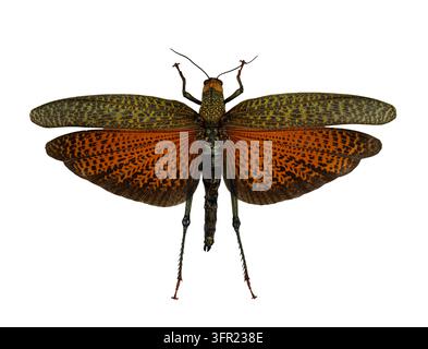 Spécimen de sauterelle géante Tropidacris avec les ailes déployées isolé sur fond blanc Banque D'Images