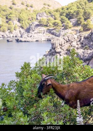 Une chèvre ibérique brune est capturée en gros plan, en train de se nourrir activement de buissons verts par une journée ensoleillée à Majorque, en Espagne. En arrière-plan, hors Banque D'Images