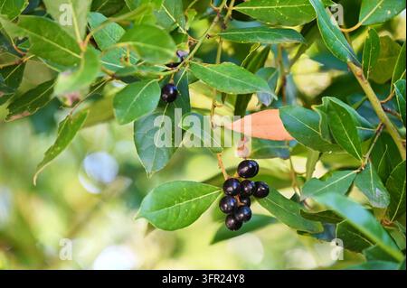 Photographie mettant en valeur des feuilles vertes luisantes et des grappes de baies violet foncé-noir d'un laurier-sauce en lumière naturelle Banque D'Images