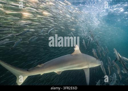Requin bronzé glissant devant un mur dense de sardines avec des bulles qui montent Banque D'Images
