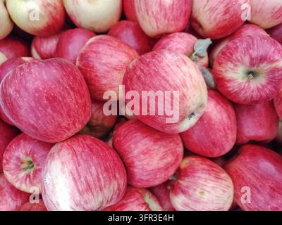 Des pommes rouges et roses fraîches empilées, montrant des peaux rayées, des variations de couleur naturelles et des taches jaunes pâles occasionnelles Banque D'Images