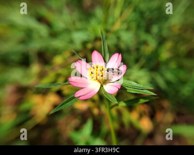 Petite abeille collectant du nectar sur une fleur de cosmos caudatus rose, une belle photographie macro de la nature capturant la pollinisation des insectes dans un jardin éclatant Banque D'Images