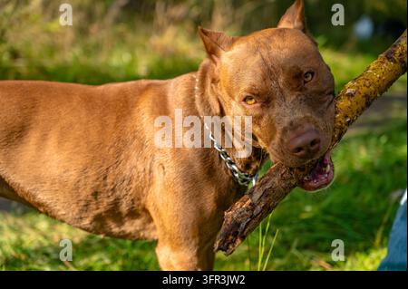 Visage puissant d'animal de compagnie avec une bûche en bois dans la gueule en plein air sur un fond vert Banque D'Images