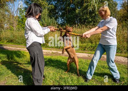 Les propriétaires femmes s'amusent et jouent à la tirette avec un animal de compagnie en plein air sur l'herbe Banque D'Images