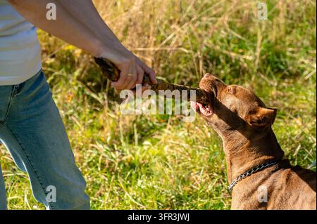 Animal de compagnie marron jouant à la tirette avec les mains du propriétaire en plein air sur un champ d'herbe verte Banque D'Images