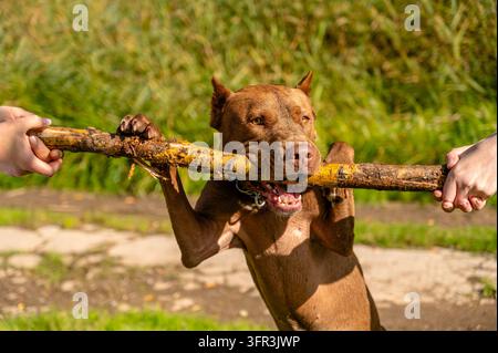 Animal de compagnie robuste et actif avec des dents et des mâchoires puissantes jouant à la corde raide en plein air Banque D'Images