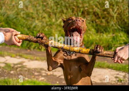 Gros plan d'une puissante mâchoire et dents d'un chien domestique jouant à la guerre des nerfs en plein air Banque D'Images