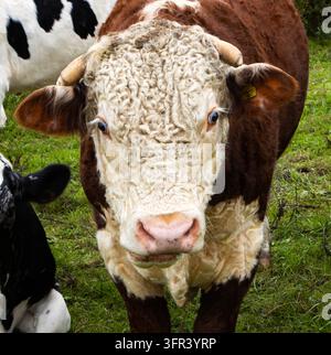 Élevée à l'origine dans le Herefordshire dans les Midlands anglais au milieu des années 1700 en tant que race robuste de bovins avec une bonne qualité de bœuf Banque D'Images