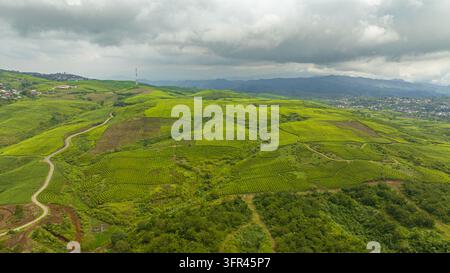 Vue aérienne du paysage avec la plantation de thé Kayu Aro. Plantations de thé. Sumatra, Indonésie. Banque D'Images