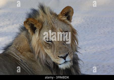 Portrait d'un jeune lion mâle du Kalahari reposant sur du sable blanc, Kgalagadi Banque D'Images