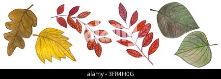 Ensemble d'aquarelles de feuilles d'automne colorées dessinées à la main. Éléments pour votre conception Banque D'Images