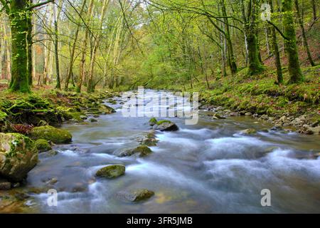 Une scène tranquille de la rivière Bayones traversant une forêt dense à Ucieda, dans la vallée de Cabuerniga, Cantabrie, Espagne Banque D'Images