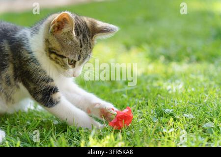 Close-up d'un petit chaton dans l'herbe avec une rose rouge Banque D'Images