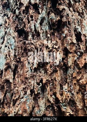 Une photographie en gros plan d'une écorce d'arbre profondément rainurée et usée, dans des tons bruns, noirs et bleu-gris pâle. Sa surface organique rugueuse fonctionne comme Banque D'Images