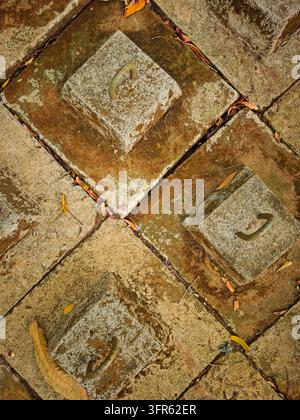 De petites chenilles vertes reposent sur un vieux pavé en pierre parmi des feuilles sèches dispersées. Une vue de dessus met en valeur la surface vieillotte et terreuse ainsi que le cadre naturel en plein air Banque D'Images