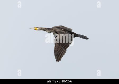 grand cormoran immature ou de deuxième année (Phalacrocorax carbo sinensis) en vol, trouvé au lac de Constance en Allemagne Banque D'Images