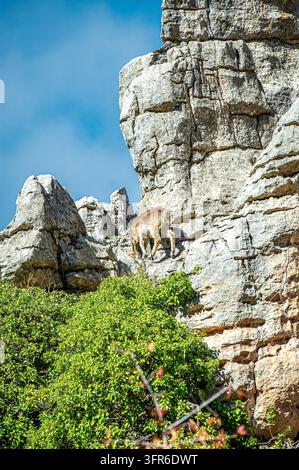 Bouillon ibérique sur une falaise de calcaire abrupte au-dessus d'arbustes verts sous un ciel bleu clair à El Torcal, près d'Antequera, Andalousie, Espagne. Faune et rocailleux m Banque D'Images