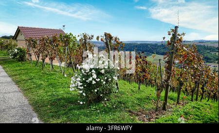 Dans le vignoble de Rosswag sur l'Enz Banque D'Images