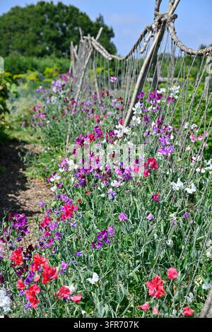 mélanges de couleurs de fleurs d'été parfumées de pois de senteur, Lathyrus odoratus poussant dans un jardin du Royaume-Uni en juillet Banque D'Images