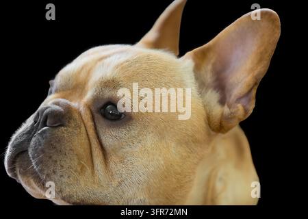 Portrait en gros plan de profil latéral d'un jeune bouledogue français regardant à gauche, isolé sur un fond noir pur avec des détails nets sur l'œil, le nez et les oreilles de chauve-souris Frenc Banque D'Images