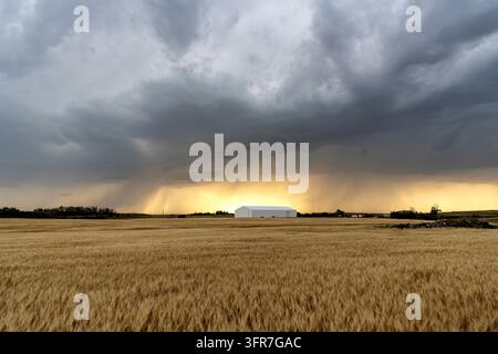 Ciel spectaculaire au-dessus d'un champ de blé au coucher du soleil avec des nuages sombres de tempête se rassemblant Banque D'Images