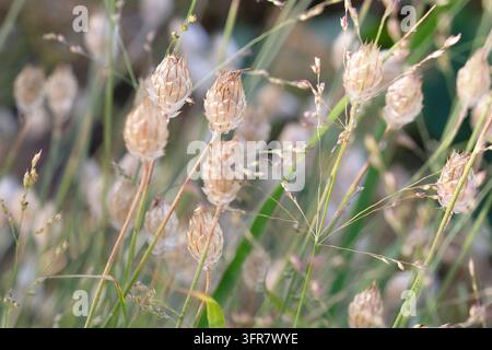 Les têtes de graines de Catananche caerulea, Cupid's dart à fleurs bleues. Banque D'Images