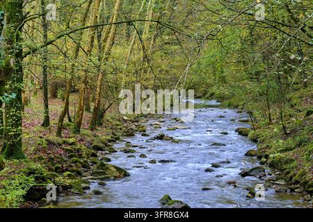 Une scène tranquille de la rivière Bayones traversant une forêt dense à Ucieda, dans la vallée de Cabuerniga, Cantabrie, Espagne Banque D'Images
