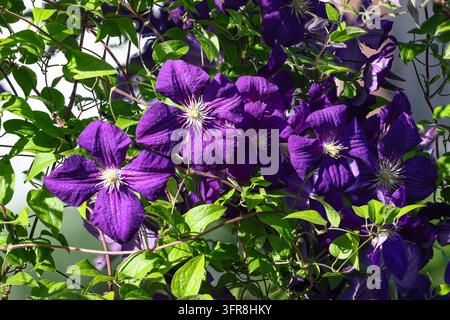 Fleurs de clématite violettes éclatantes grimpant à travers des feuilles vertes luxuriantes, baignées de lumière du soleil. Une vue en gros plan met l'accent sur les pétales veloutés, les étamines centrales et Na Banque D'Images