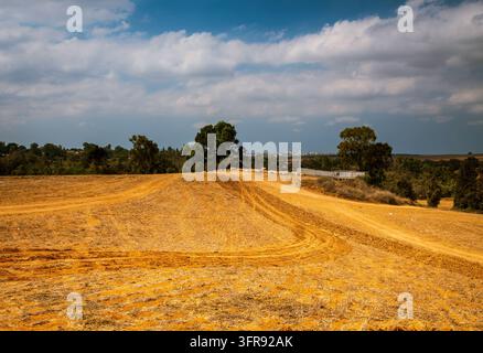 Un groupe d'arbres se dresse dans un vaste champ agricole sous un ciel bleu clair le long de la Route 334 dans le nord du Néguev, en Israël. Banque D'Images