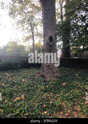 Arbre avec creux Banque D'Images