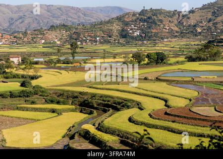 Des rizières en terrasses dorées s'étendent à travers une vallée sous un village de colline, Vakinankaratra, Antsirabe, Madagascar Banque D'Images