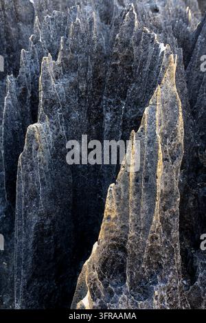 Vue rapprochée des flèches de calcaire déchiquetées et grises du Tsingy montrant leur texture érodée et aiguë, Melaky, Grand Tsingy, Madagascar Banque D'Images