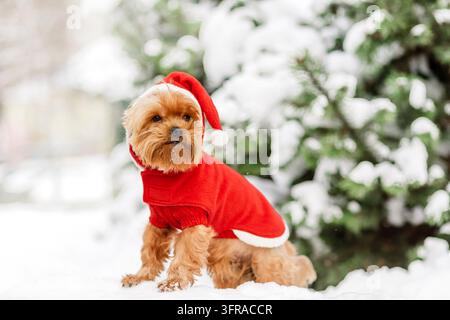 Petit chien (chiot) Yorkshire Terrier avec une expression mignonne dans un chapeau de Père Noël à Noël. Bonne année, Noël, Yorkshire Terrier (Yorkie), fêtes Banque D'Images