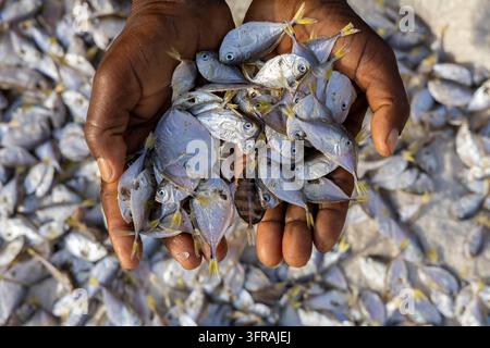 Close up de mains tenant de petits poissons argentés au-dessus d'un tas de poissons, Région Maritime, Aneho, Togo Banque D'Images