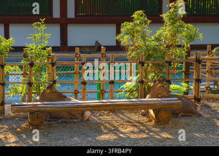 Nara, Japon – 26 sep. 2024, vue panoramique de deux cerfs des bois reposant derrière un banc, avec un bâtiment en arrière-plan, au parc de Nara, en journée, sans personnes, Nara, Japon Banque D'Images