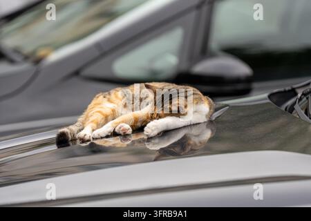 Chat errant calico détendu dormant, reposant allongé sur le capot chaud d'une voiture moderne garée dans la rue Banque D'Images