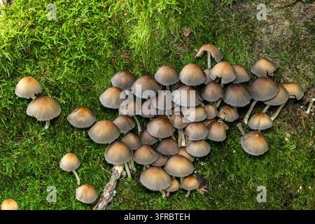 Groupe de petits champignons bruns poussant étroitement sur un tapis de mousse vert vif, illustrant la biodiversité forestière et le processus naturel de décomposition Banque D'Images