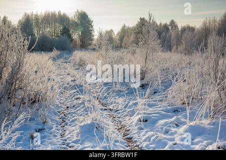 Matinee d'hiver froide montrant un sentier à travers un champ couvert de neige fraîche et de givre, avec des buissons chargés de givre et une lisière de forêt sous un ciel lumineux Banque D'Images