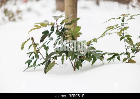 Arbuste vert avec de la neige sur les feuilles dans un jardin d'hiver Banque D'Images