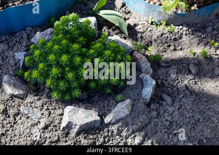 Une plante luxuriante de cyprès-pourpre pousse dans un parterre de jardin arrière entouré de roches de granit gris. Le petit arbuste ornemental est planté dans un sol sombre Banque D'Images