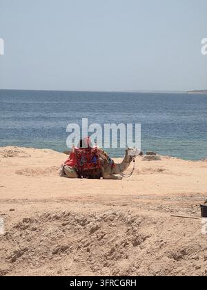 Chameau avec une selle décorée de couleurs vives reposant sur une plage de sable au bord de la mer Rouge turquoise à Charm el-Cheikh, Égypte. Banque D'Images