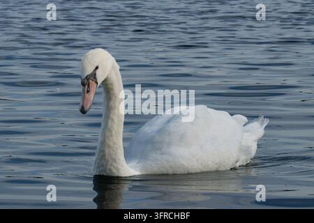 Une vue rapprochée d'un cygne tuberculé blanc immaculé avec son bec orange caractéristique, nageant calmement sur l'eau libre. Banque D'Images