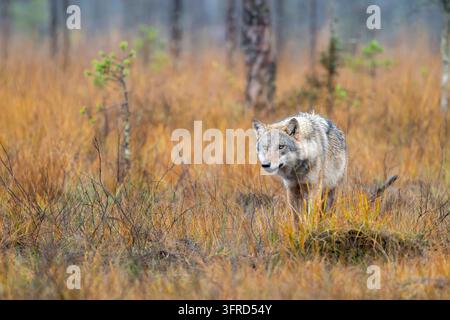 Loup eurasien, Finlande Banque D'Images