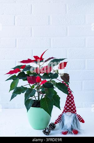 Noël fleur rouge dans un pot en céramique, gnome de Noël et des cônes sur un fond blanc mur en brique. Intérieur pour les vacances Banque D'Images