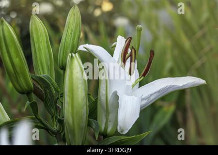 Lys blanc en fleurs avec des boutons prêts à s'épanouir dans le jardin d'été Banque D'Images
