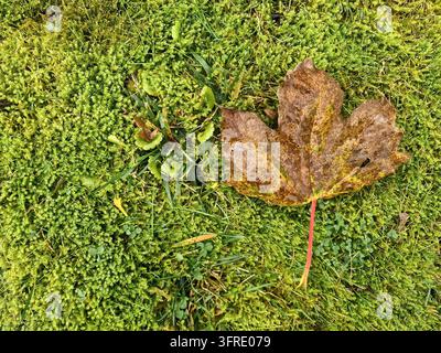 Feuille d'érable en décomposition reposant sur un tapis luxuriant de mousse vert vif et d'herbe, symbolisant l'automne et le cycle de la nature Banque D'Images